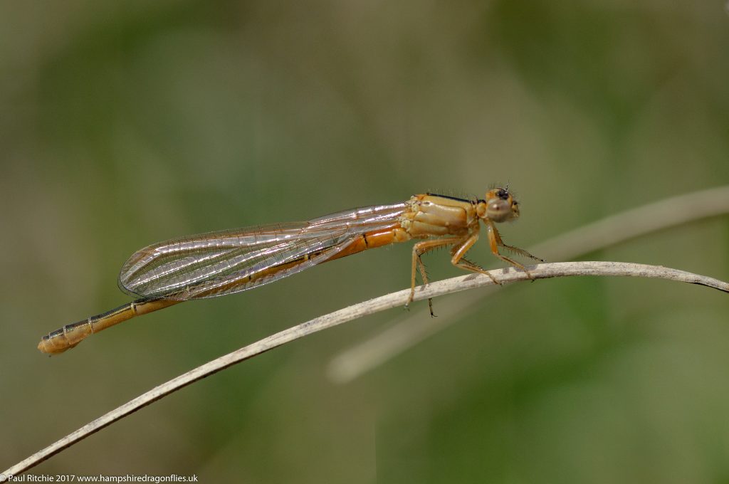 Scarce Blue-tailed Damselfly (Ischnura pumilio) - female immature pre-aurantiaca form