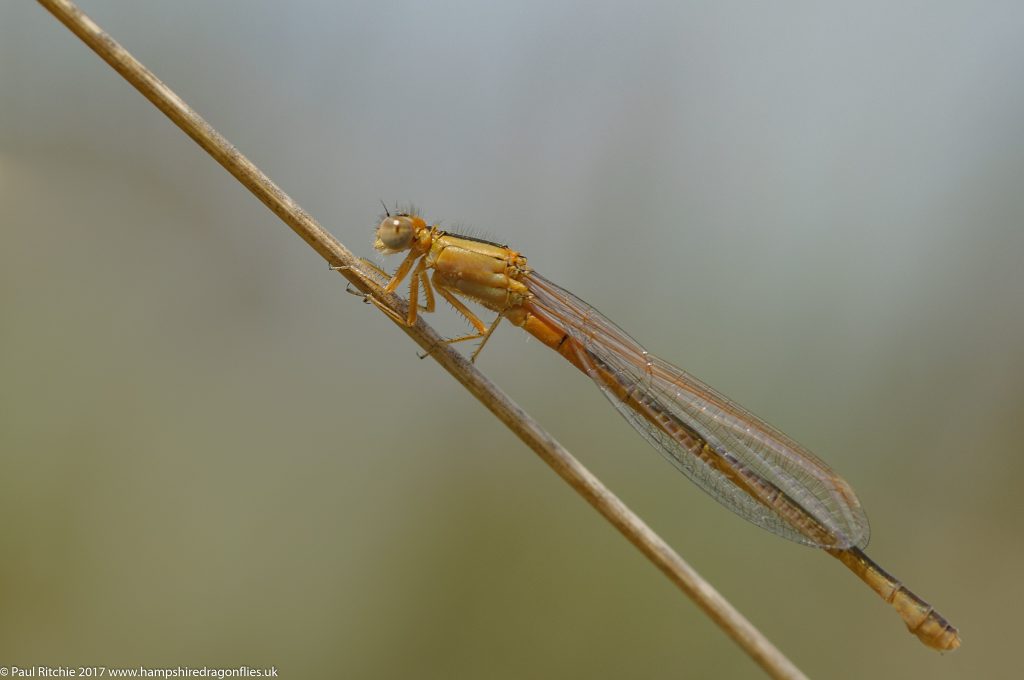 Scarce Blue-tailed Damselfly (Ischnura pumilio) - female immature pre-aurantiaca form