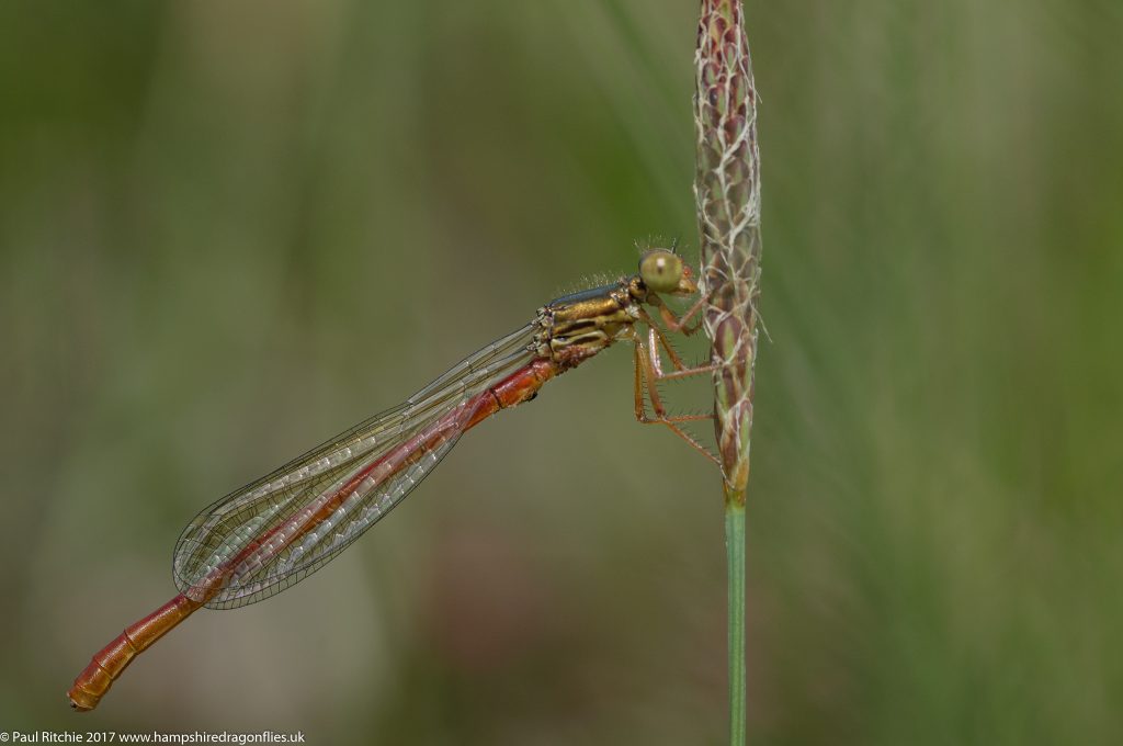 Small Red Damselfly (Ceriagrion tenellum) - female