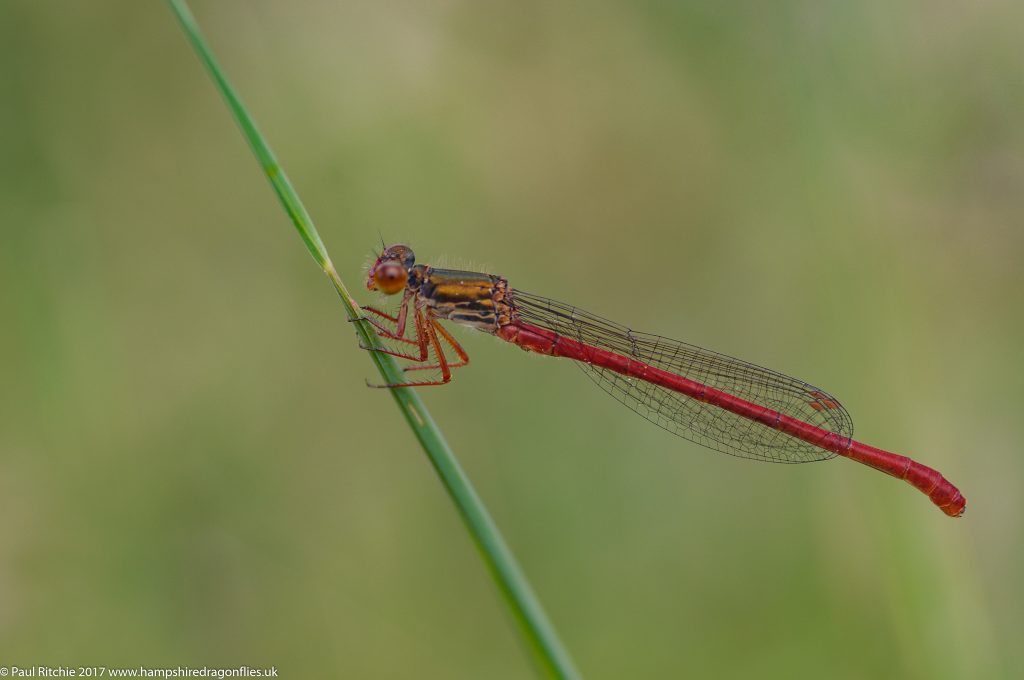 Small Red Damselfly (Ceriagrion tenellum) - male