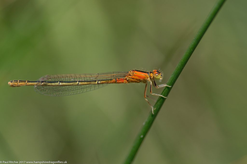 Scarce Blue-tailed Damselfly (Ischnura pumilio) - female immature aurantiaca form