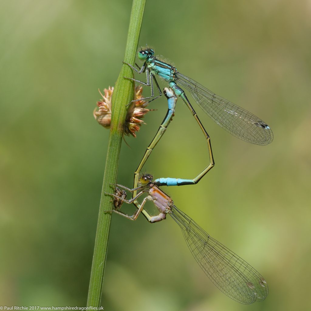 Blue-tailed Damselflies (Ischnura elegans) - pair in cop (fem. rufescens form)