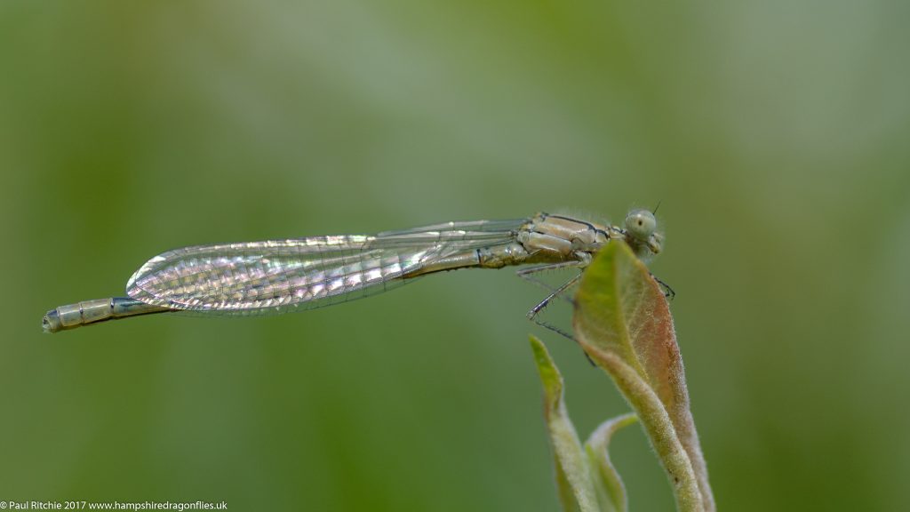  Common Blue Damselfly (Enallagma cyathigerum) - teneral male