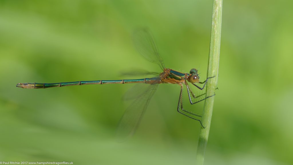 Emerald Damselfly (Lestes sponsa) - immature male