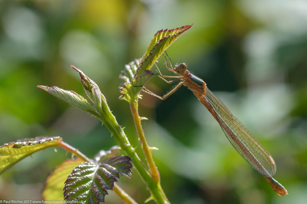 Emerald Damselfly (Lestes sponsa) - immature female