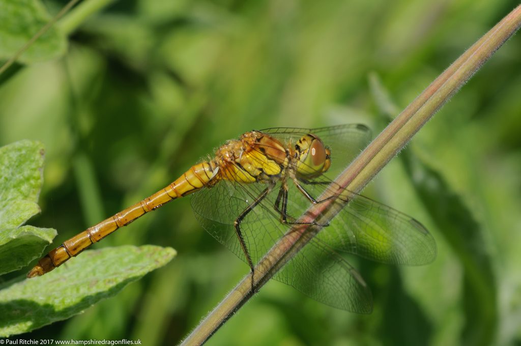 Common Darter (Sympetrum striolatum) - immature male