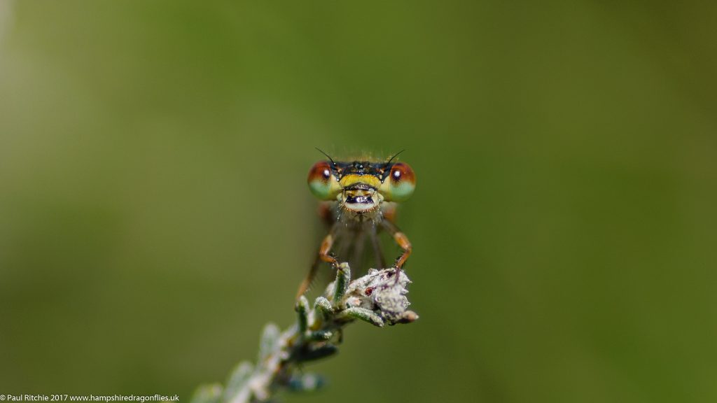 Small Red Damselfly (Ceriagrion tenellum) - female