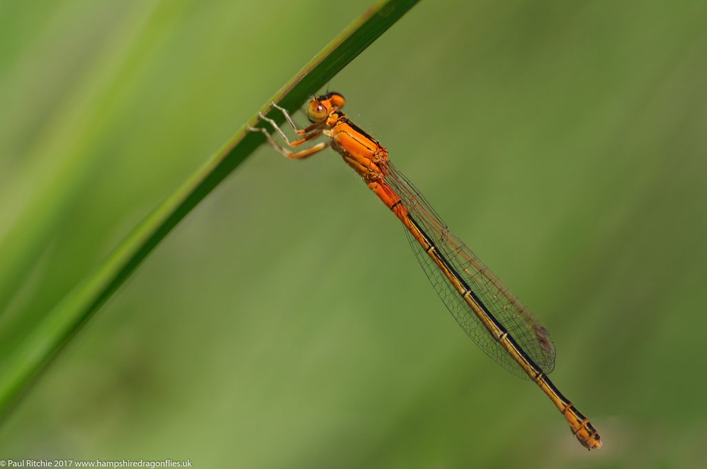  Scarce Blue-tailed Damselfly (Ischnura pumilio) - immature female aurantiaca form