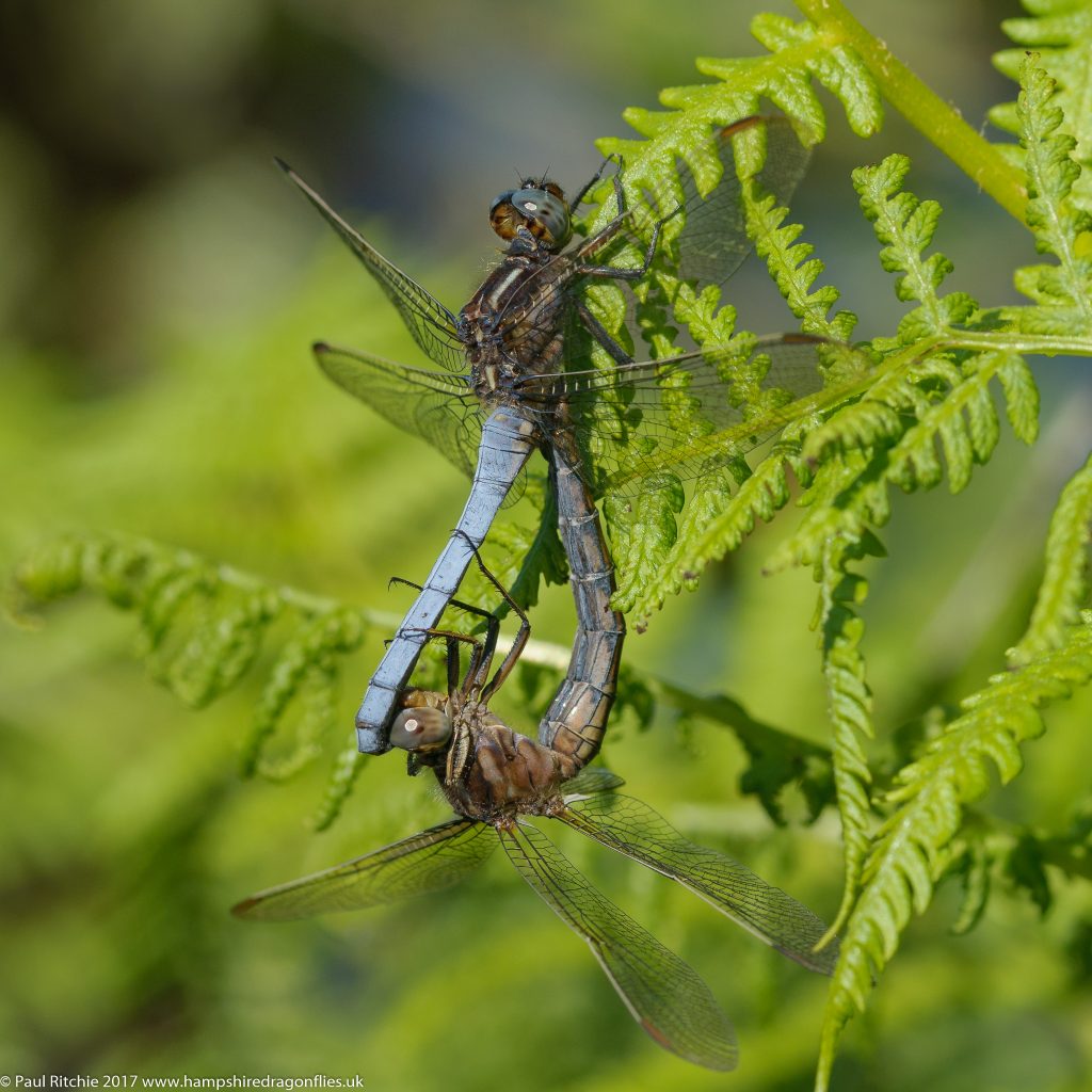 Keeled Skimmers (Orthetrum coerulescens) - pair in-cop