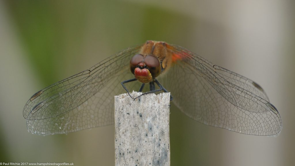 Ruddy Darter (Sympetrum sanguineum) - male