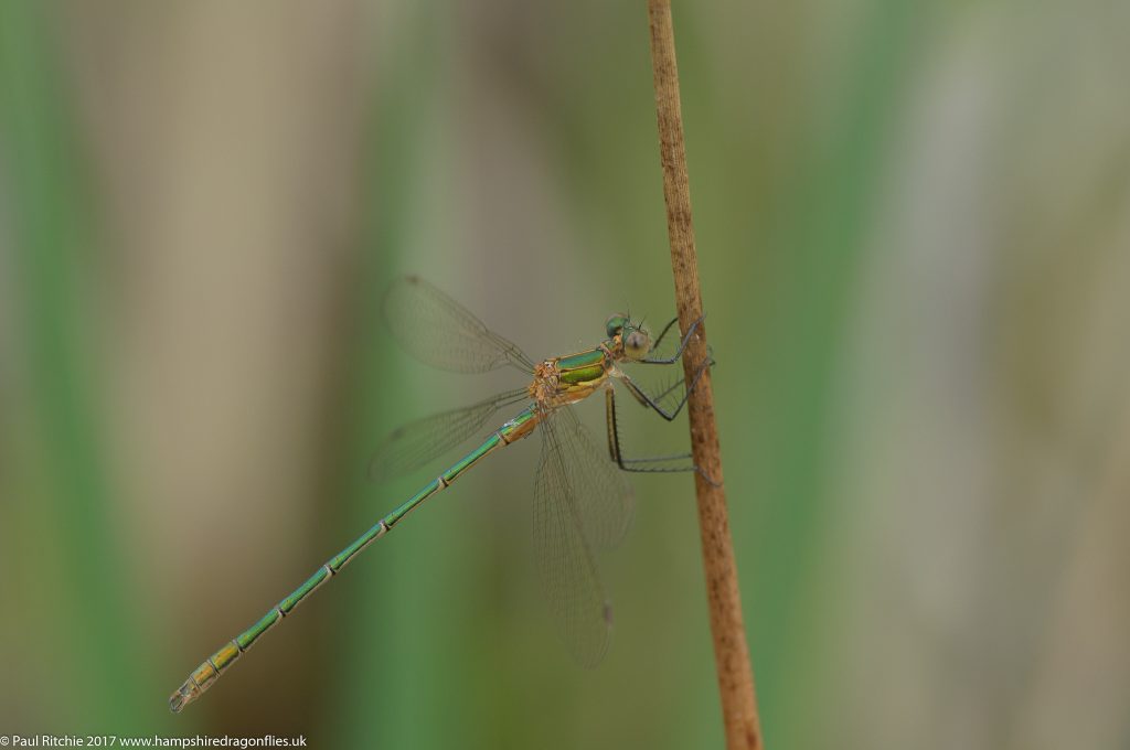 Emerald Damselfly (Lestes sponsa) - immature male