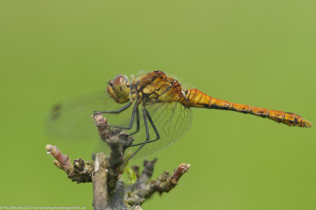 Ruddy Darter (Sympetrum sanguineum) - immature male