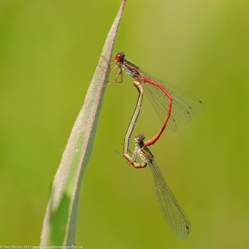 Small Red Damselflies (Ceriagrion tenellum) - pair in-cop