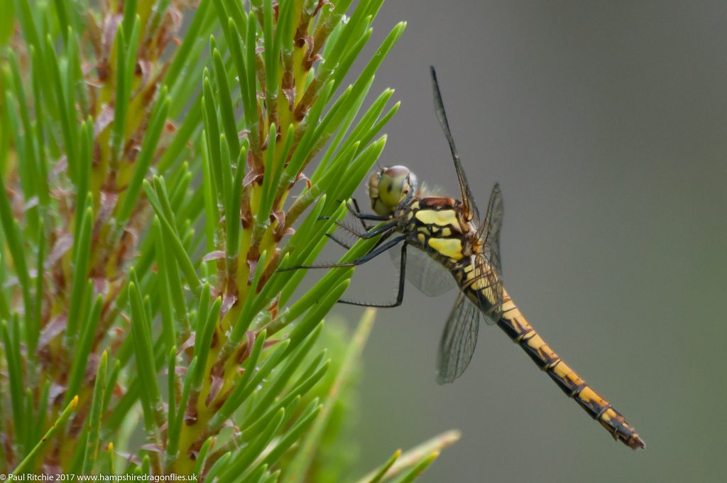 Highland (Common Darter (Sympetrum striolatum nigrescens) - immature female