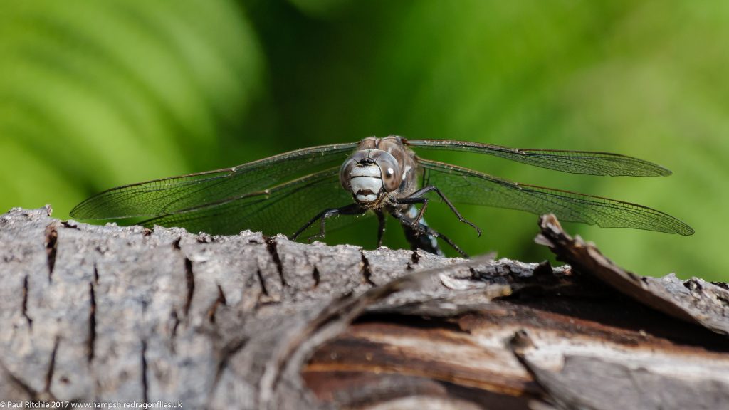 Azure Hawker (Aeshna caerulea) - male