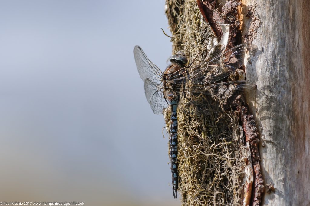 Azure Hawker (Aeshna caerulea) - male