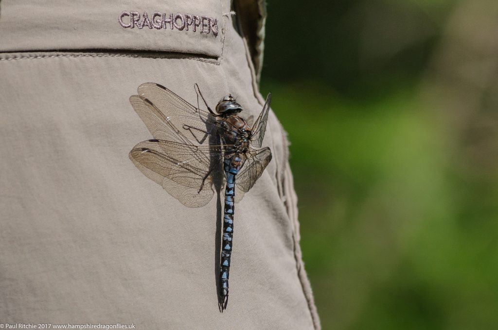 Azure Hawker (Aeshna caerulea) - male