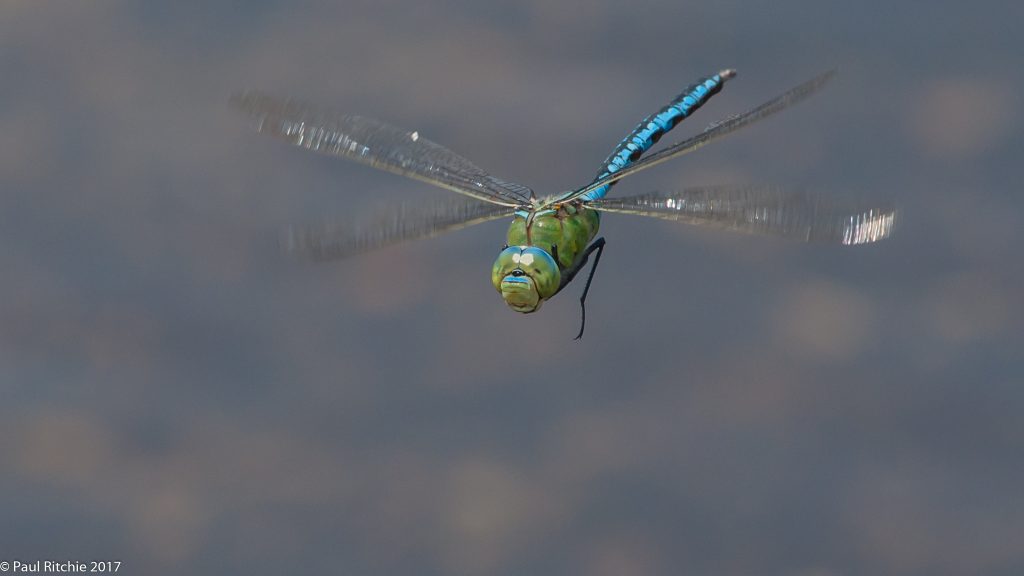 Emperor (Anax imperator) - male