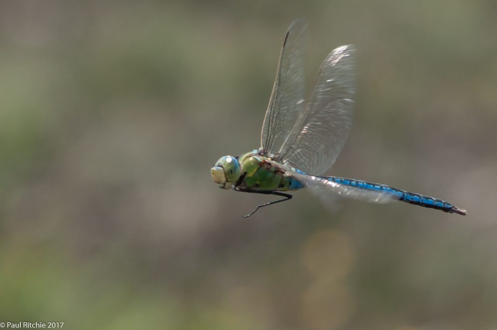 Emperor (Anax imperator) - male