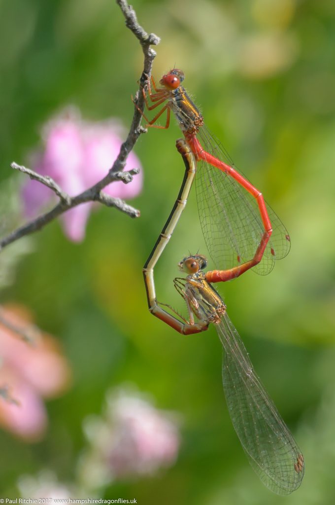 Small Red Damselfly (Ceriagrion tenellum) - pair in cop