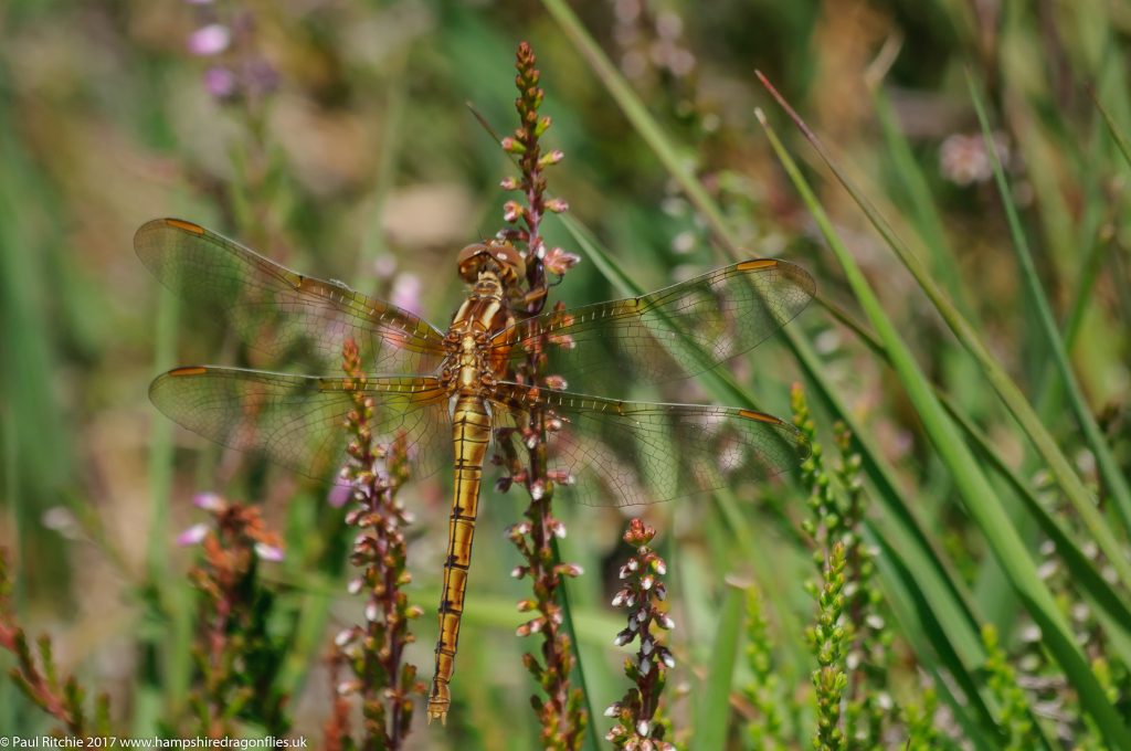 Keeled Skimmer (Orthetrum coerulescens) - female