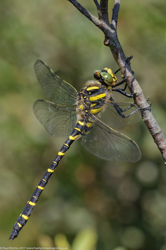Golden Ringed Dragonfly (Cordulegaster boltonii) - male