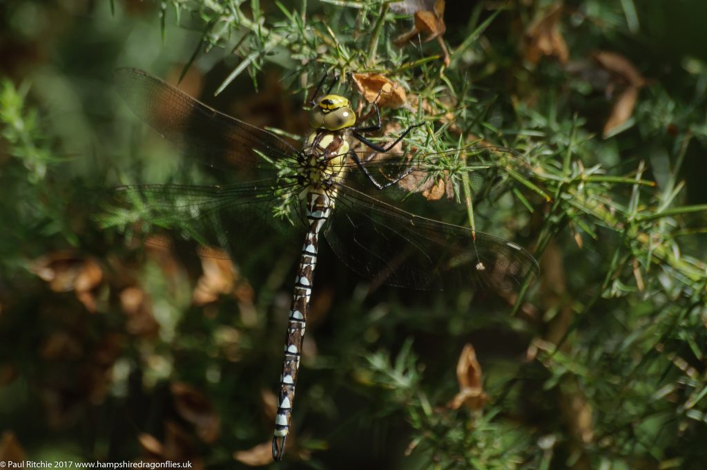 Southern Hawker (Aeshna cyanea) - immature male