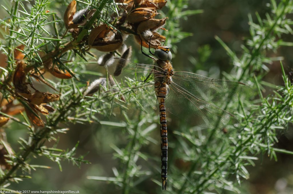 Migrant Hawker (Aeshna mixta) - immature male