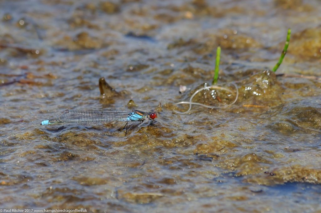 Small Red-eyed Damselfly (Erythromma viridulum) - male