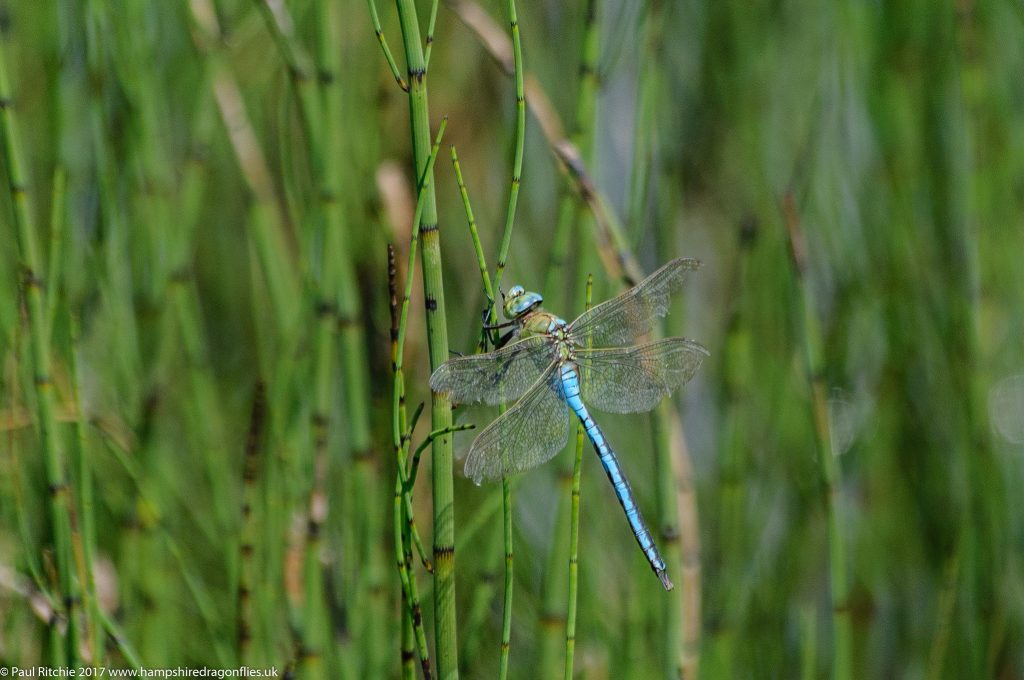 Emperor (Anax imperator) - male