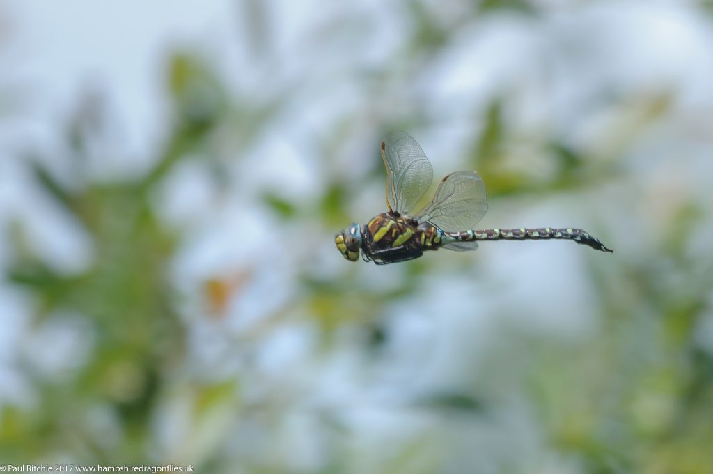 Moorland (Common( Hawker (Aeshna juncea) - male