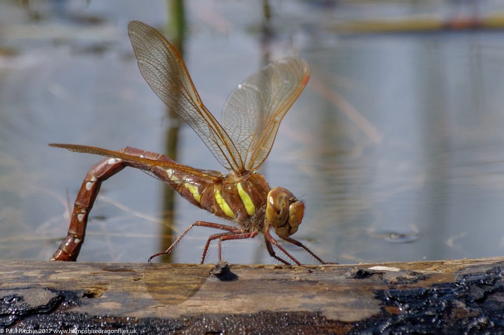 Brown Hawker (Aeshna grandis) - female ovipositing