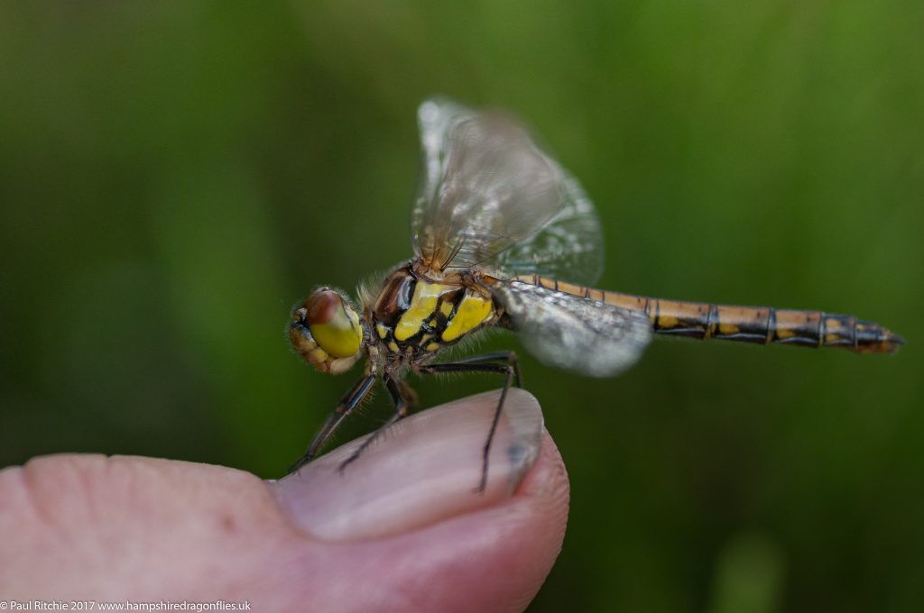 Highland (Common Darter (Sympetrum striolatum nigrescens) - immature female