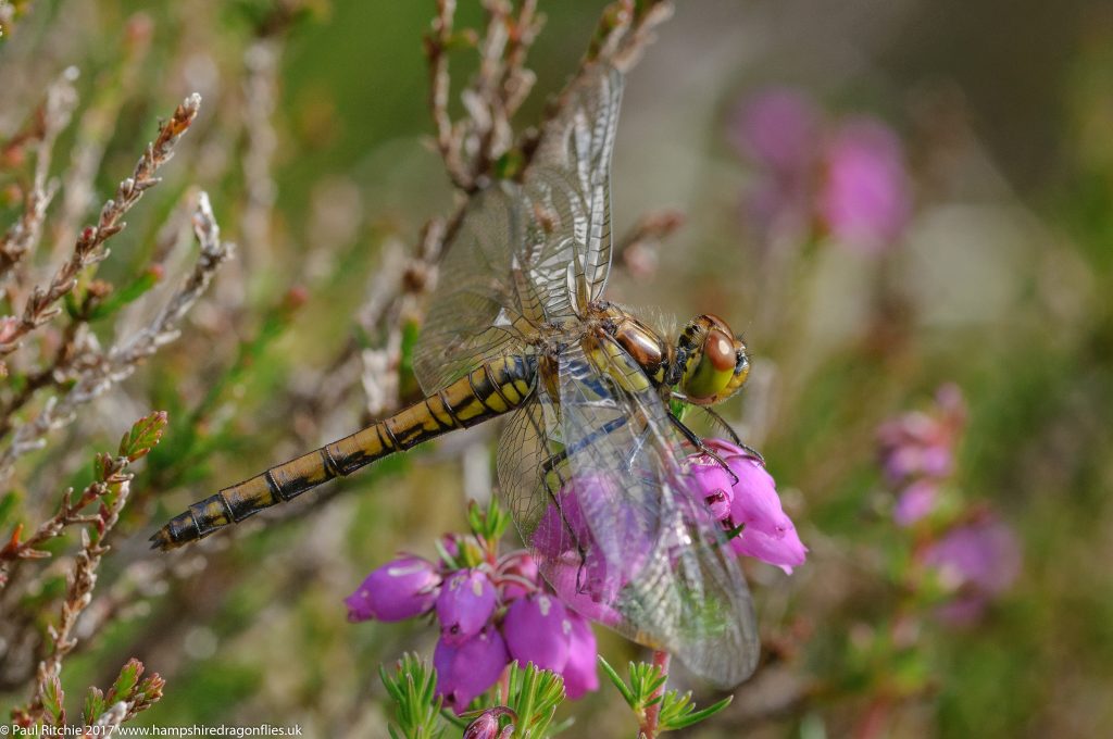 Highland (Common Darter (Sympetrum striolatum nigrescens) - immature female