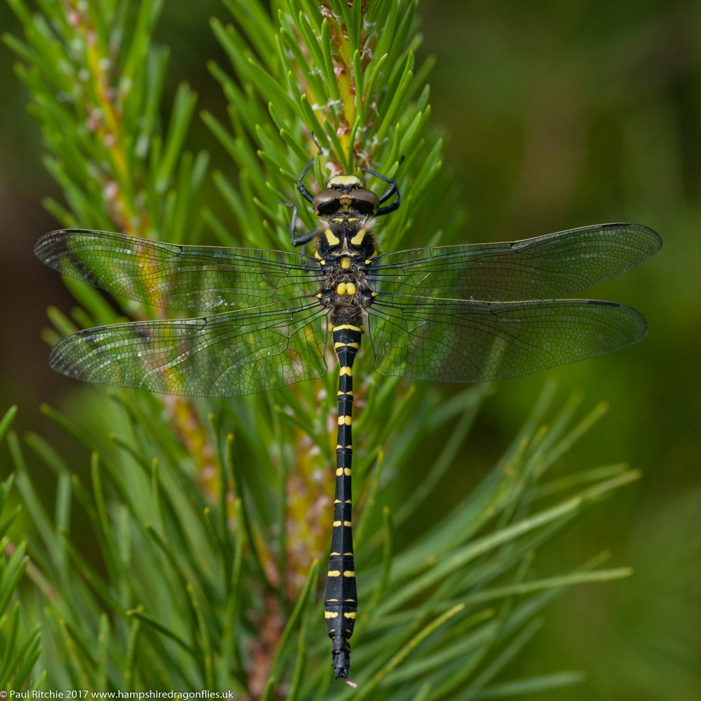 Golden Ringed Dragonfly (Cordulegaster boltonii) - immature male