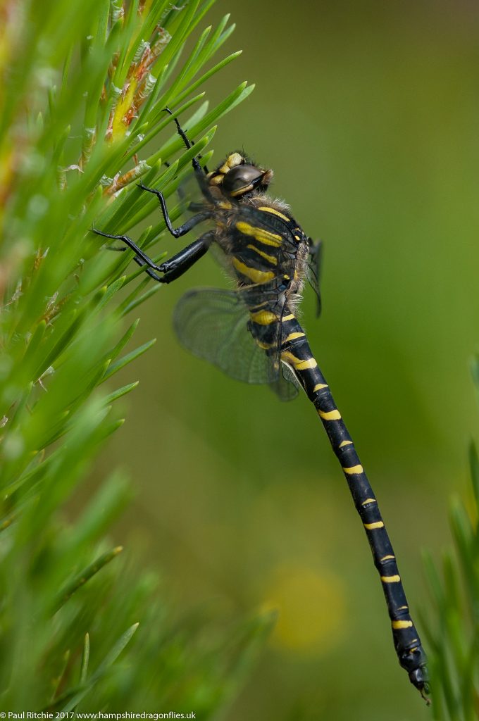 Golden Ringed Dragonfly (Cordulegaster boltonii) - immature male