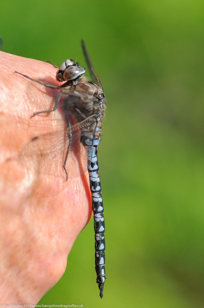 Azure Hawker (Aeshna caerulea) - male