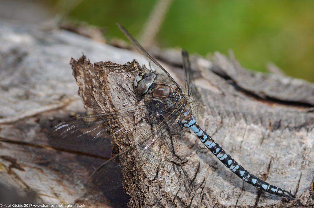 Azure Hawker (Aeshna caerulea) - male