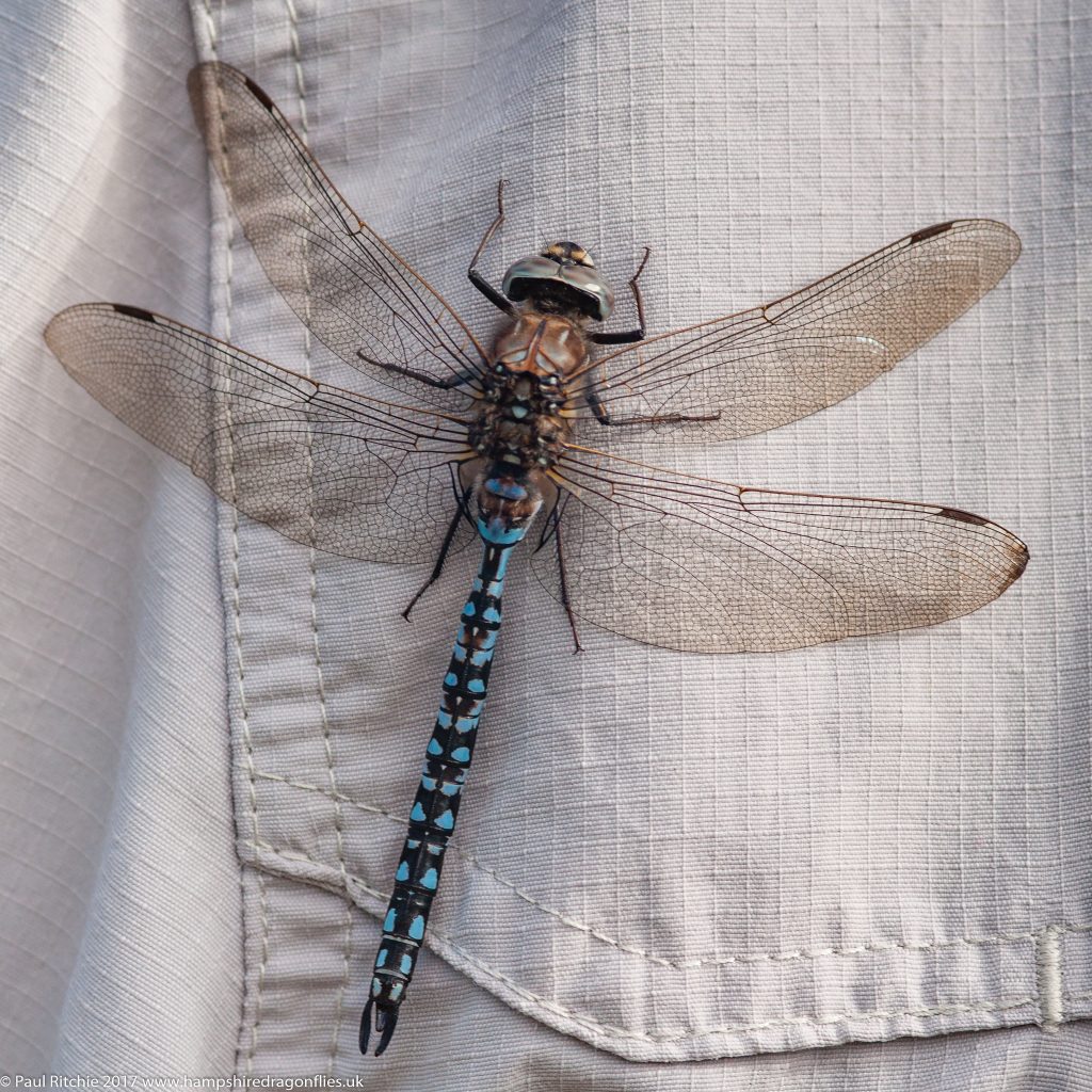 Azure Hawker (Aeshna caerulea) - male