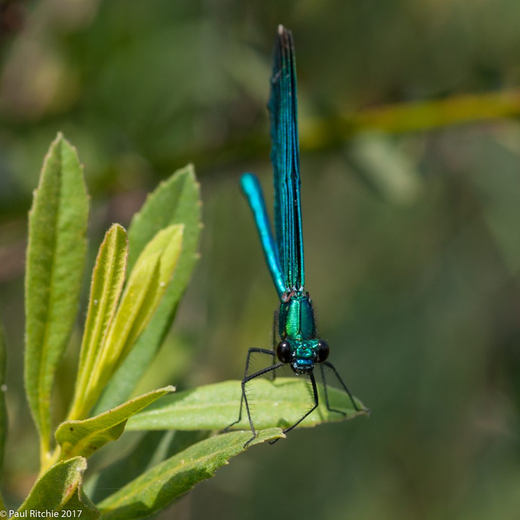 Beautiful Demoiselle (Calopteryx virgo) - male