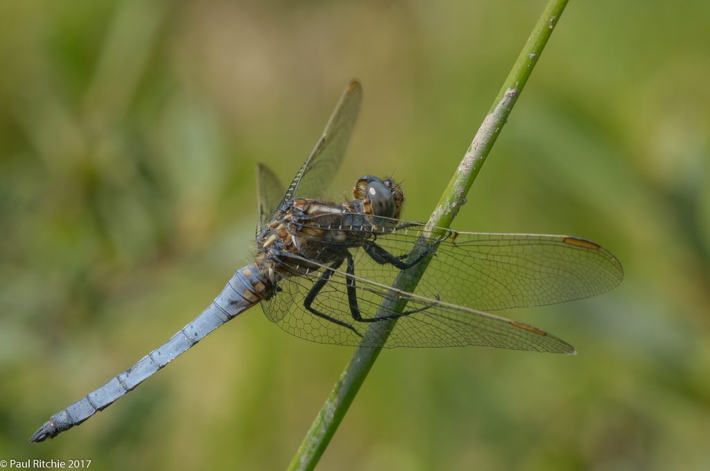 Keeled Skimmer(Orthetrum coerulescens) - male