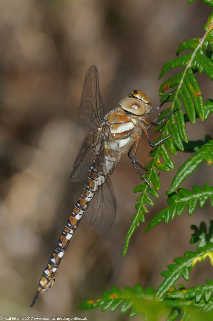 Migrant Hawker (Aeshna mixta) - immature female