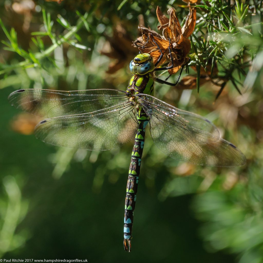 Southern Hawker (Aeshna cyanea) - male