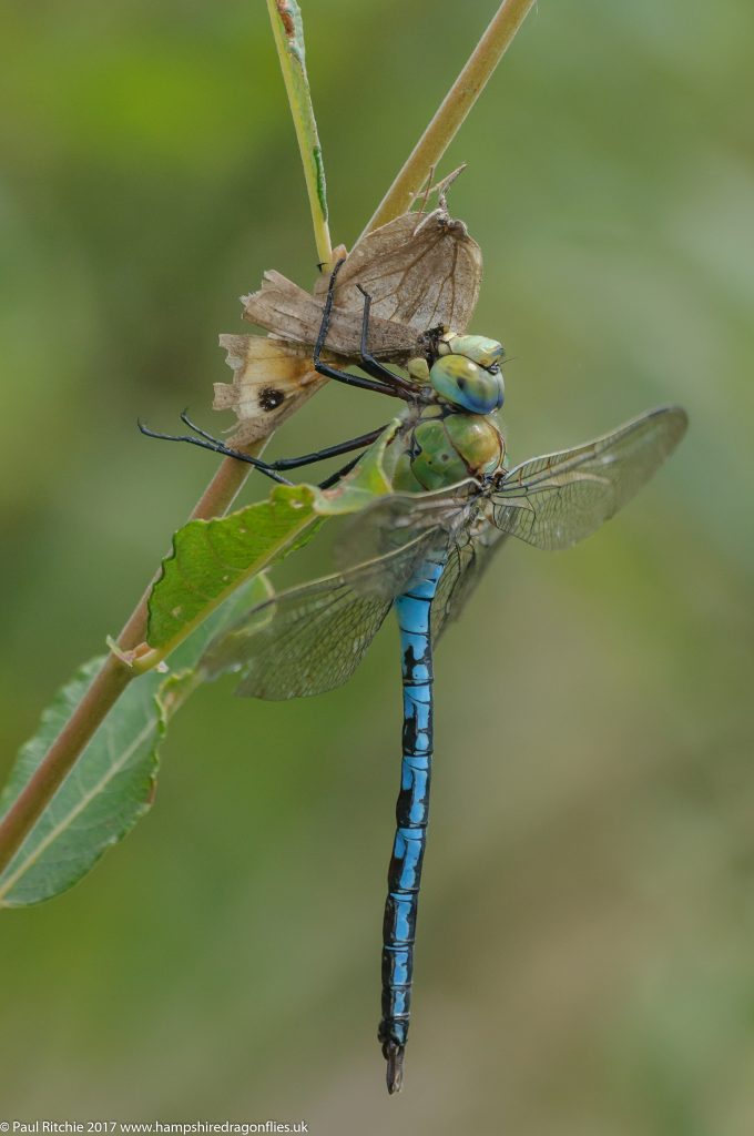 Emperor (Anax imperator) - male feeding on Meadow Brown 