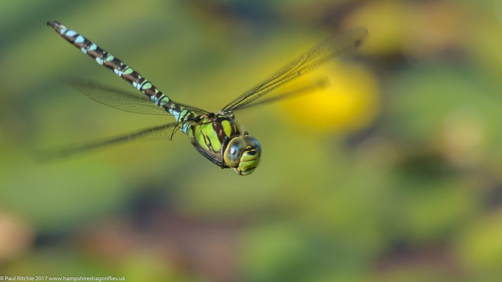 Southern Hawker (Aeshna cyanea) - male