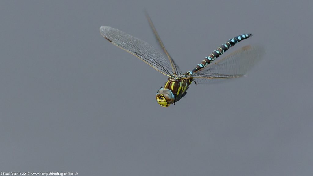 Moorland (Common) Hawker (Aeshna juncea) - male