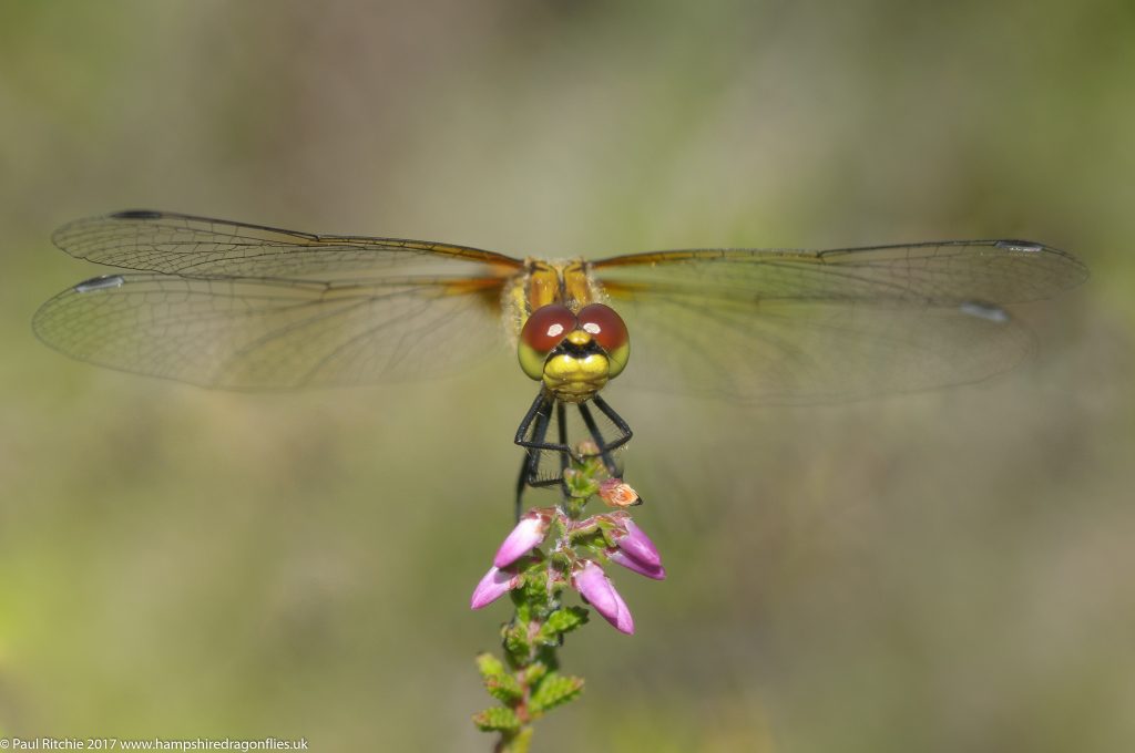 Black Darter (Sympetrum danae) - female