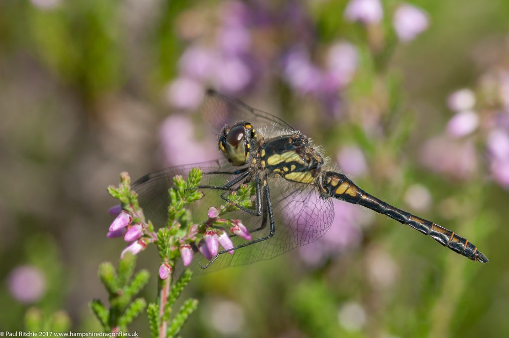 Black Darter (Sympetrum danae) - male