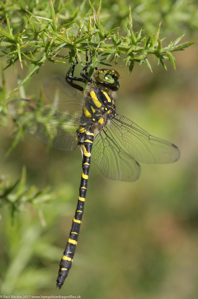 Golden-ringed Dragonfly (Cordulegaster boltonii) - male