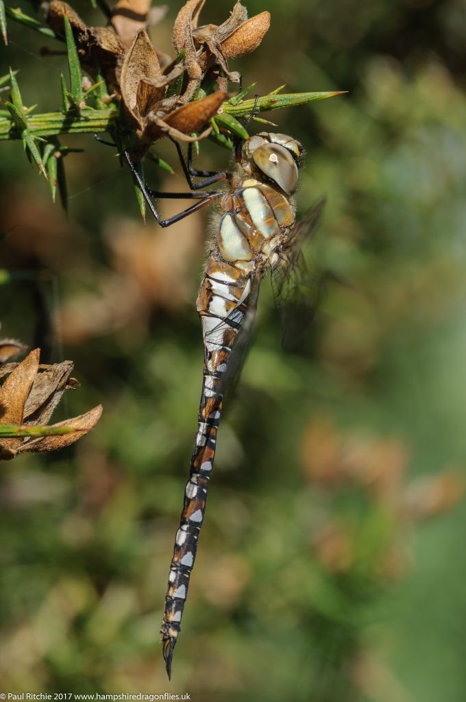 Migrant Hawker (Aeshna mixta) - immature male